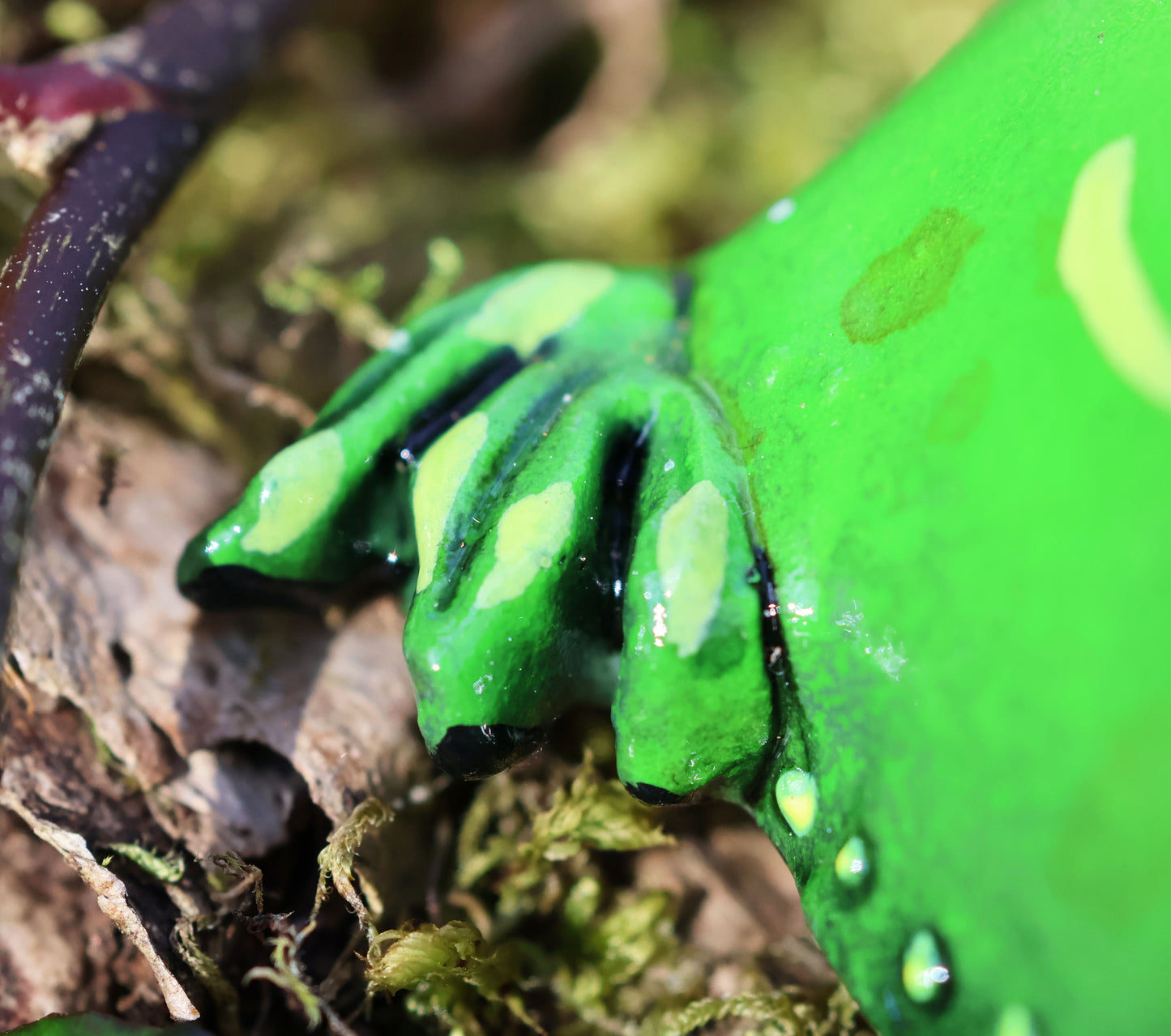image shows a close up photograph of glumberts back foot, which is green, with darker green shade and yellow highlights