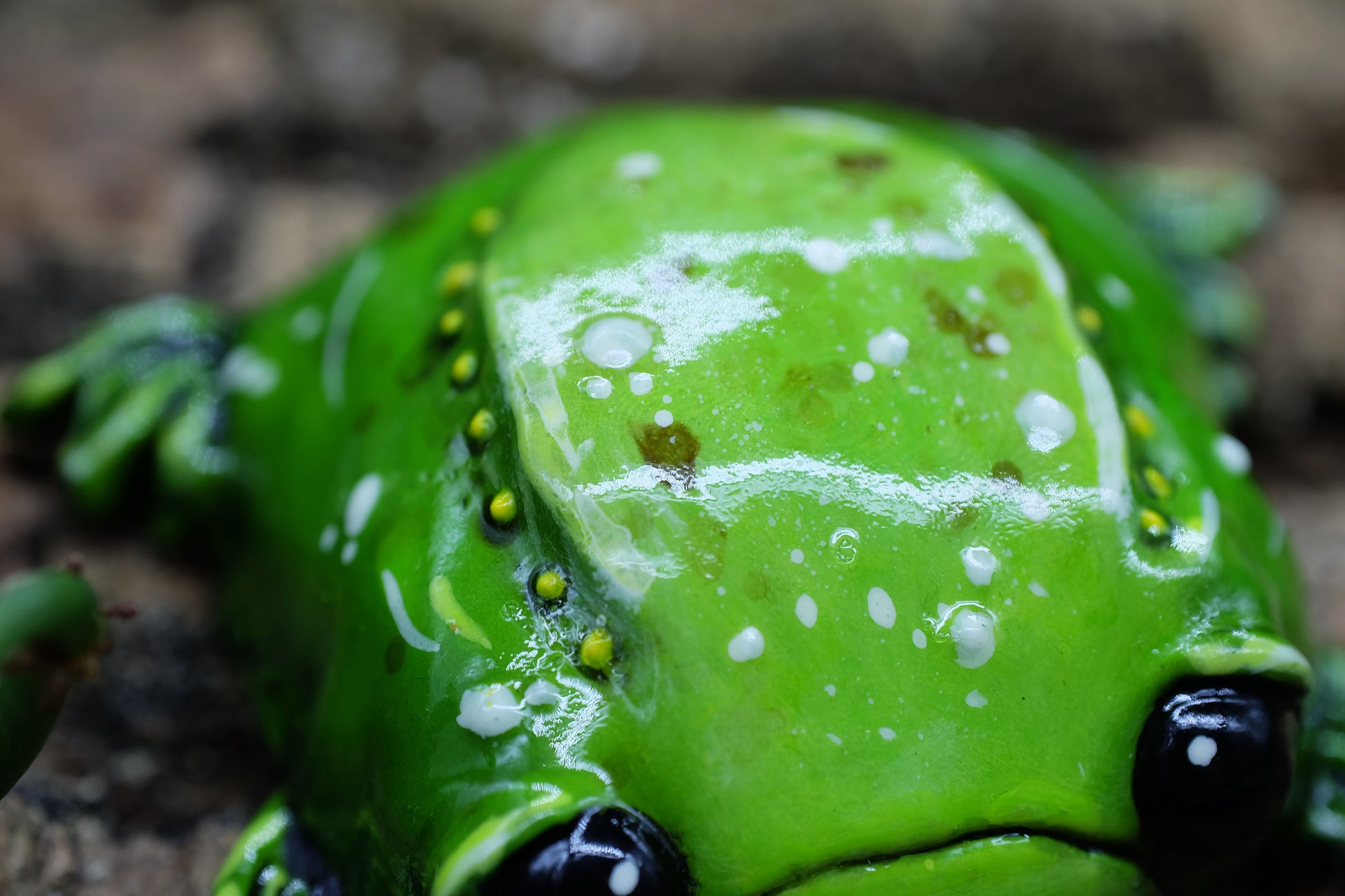 collectible figurine, sculpture of a sad toad / sad frog