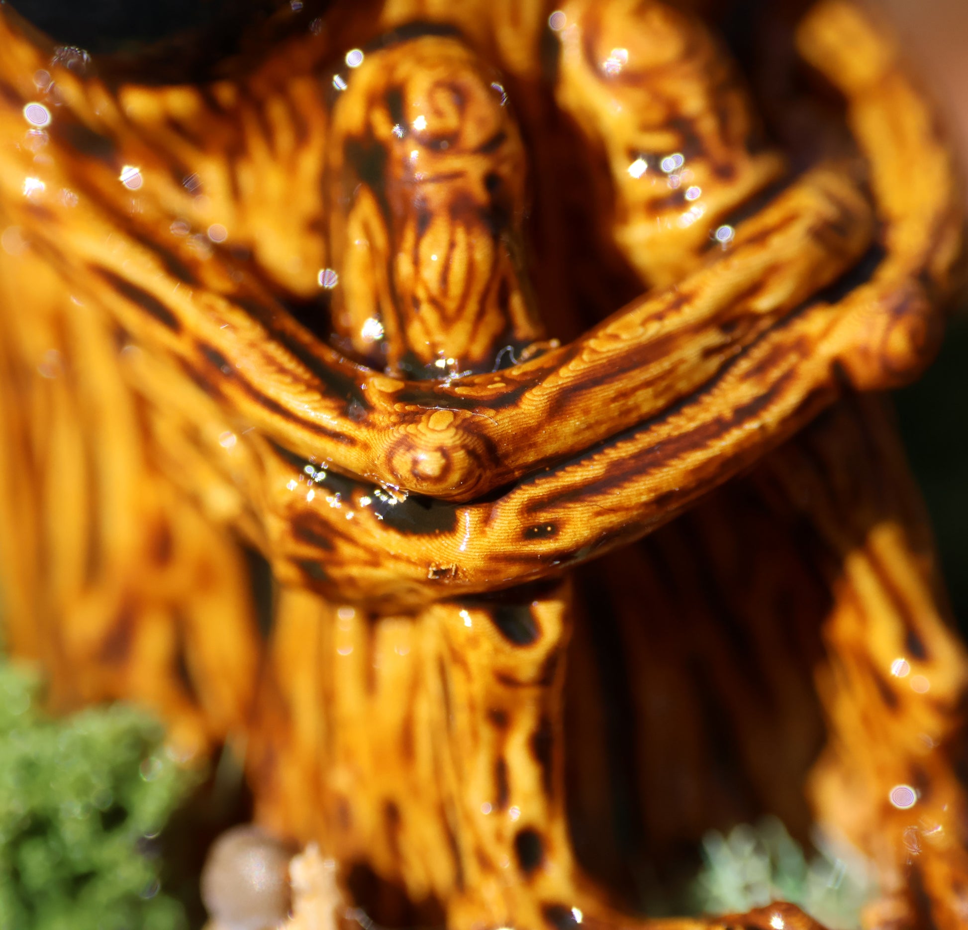 a close up photo of splints arms holding his legs close to his body, the picture focuses on beautiful details on splints joints 